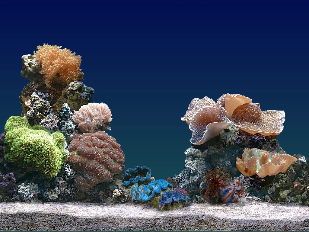 A coral reef in deep blue water